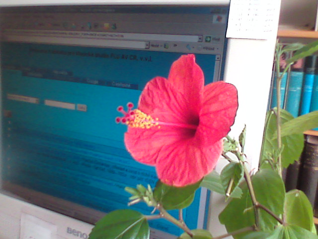 blooming study room_C